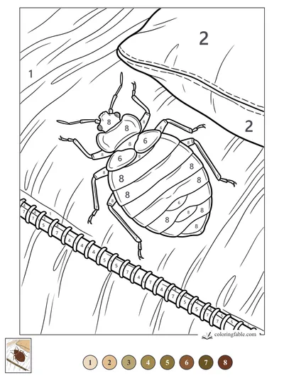 Beetle Beneath a Curling Bark Sheet — color by number