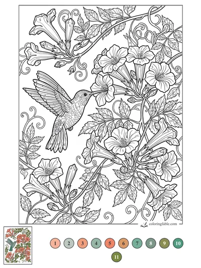 Hummingbird Among Trumpet Vine Blossoms — color by number