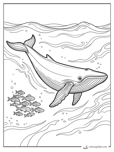 Humpback whale swimming underwater with a school of small fish, bubbles, and flowing ocean currents