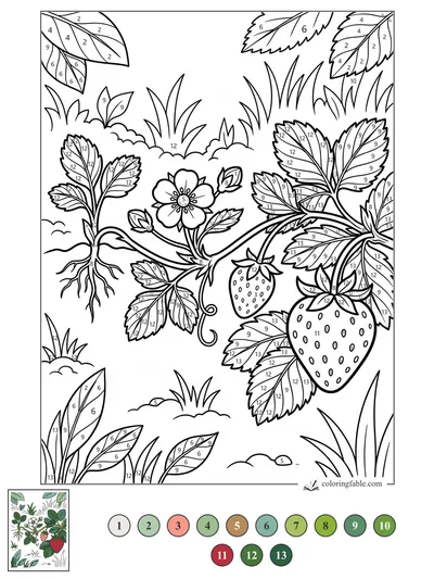 Strawberry Plant With Blossoms, Roots, and Runners — color by number