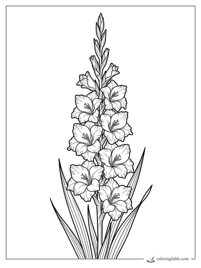 Gladiolus coloring page with a tall flower spike, ruffled blossoms, buds, and long sword-shaped leaves.